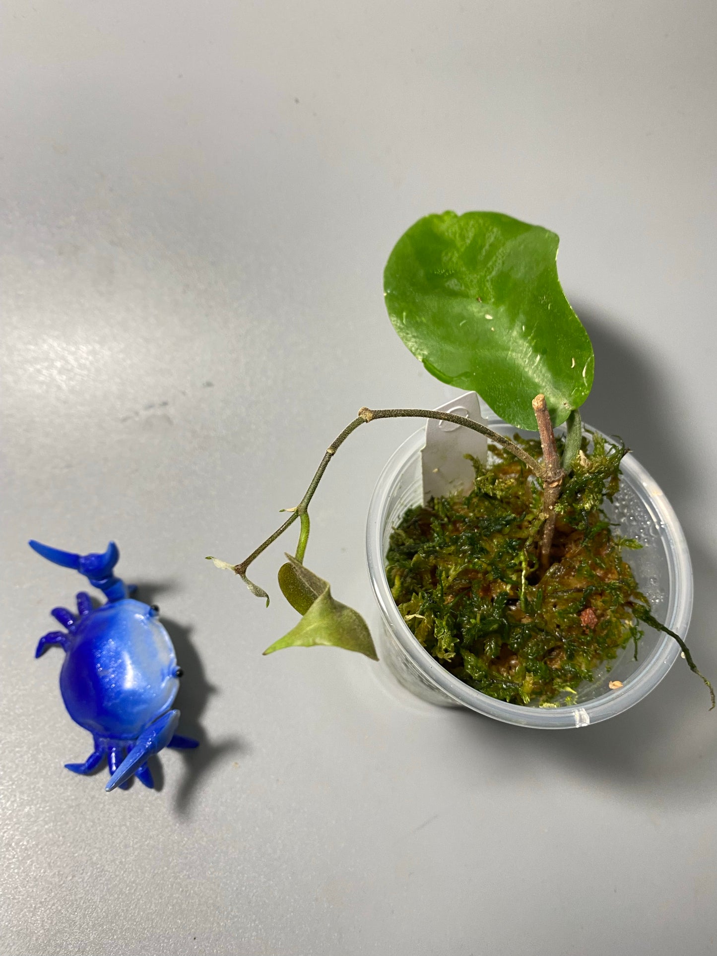 Hoya inflata - active growth