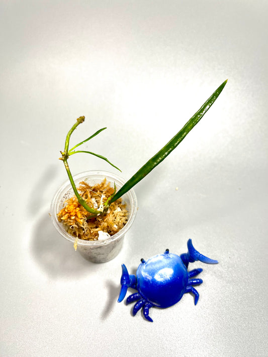 Hoya acicularis - has some roots