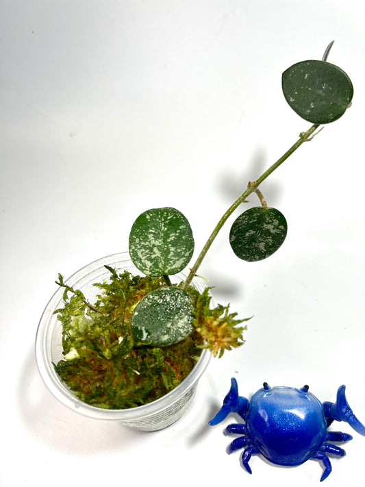 Hoya mathilde with some splash - has some roots