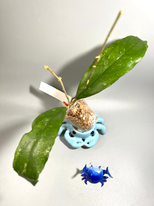 Hoya sp limbang - unrooted