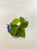 Hoya hainanensis - rooted