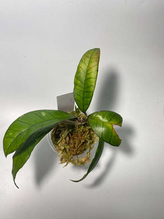 Hoya sp gunung gading - active growth