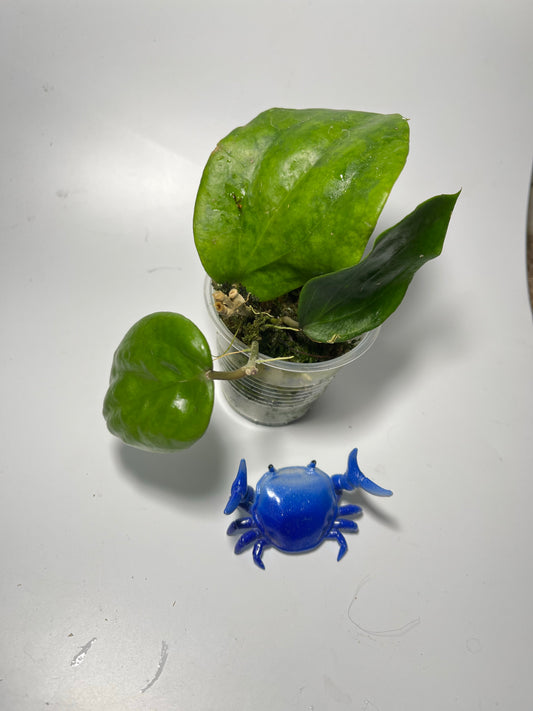 Hoya pentaphlebia - active growth