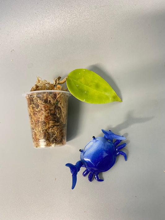 Hoya limoniaca  - Unrooted - free add on