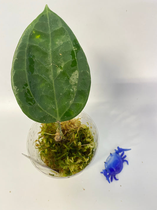 Hoya sulawesi GPS 8867 - growth point