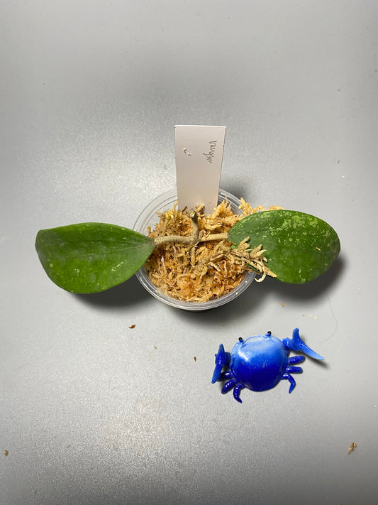 Hoya rangsan - starting to root