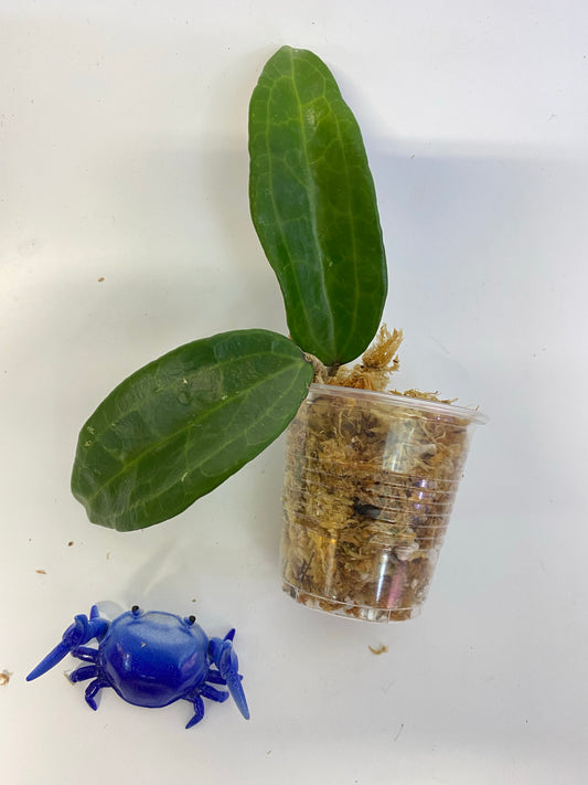 Hoya clandestina pink - starting to root