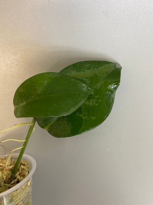 Hoya naumanii (australis x subcalva)