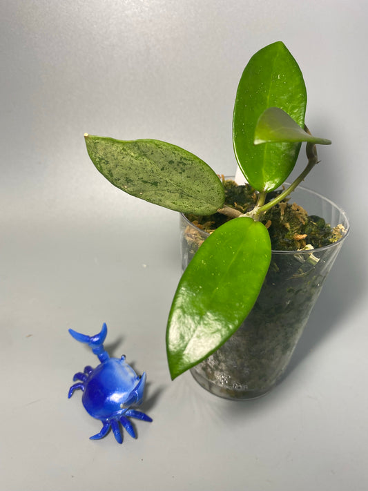 Hoya Silver lady (xiaojie 003) - active growth