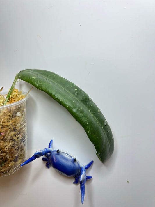 Hoya sabah GPS 7950 - Unrooted