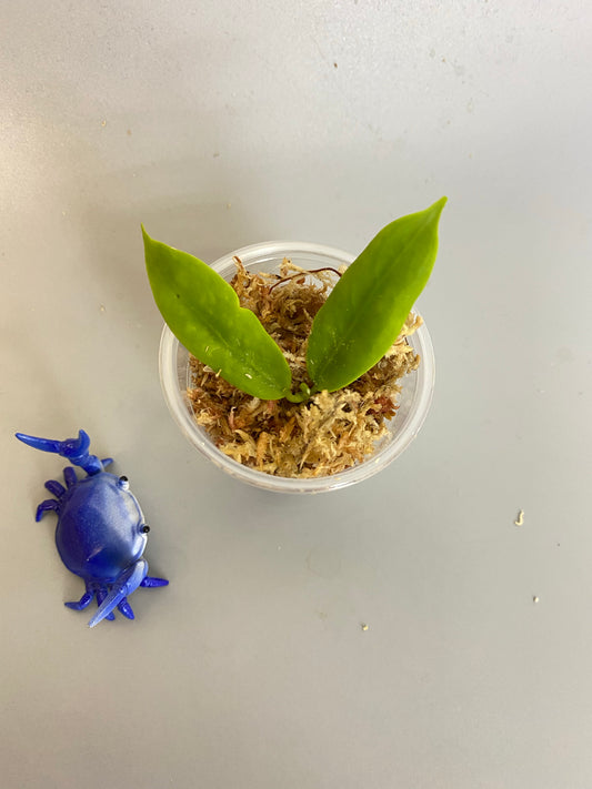 Hoya darwinii pink - unrooted