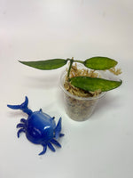 Hoya lacunosa mr tent EPC 329 - Unrooted