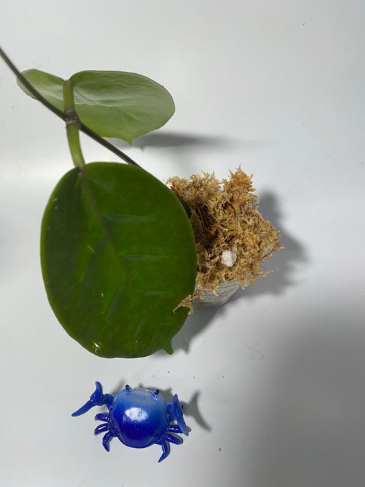 Hoya megalaster - unrooted