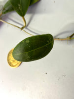 Hoya rintzii borneo - fresh cut - 1 node / 1 leaf - Unrooted