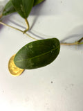 Hoya rintzii borneo - fresh cut - 1 node / 1 leaf - Unrooted
