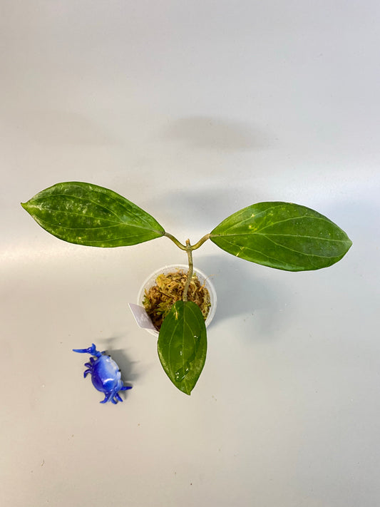 Hoya UT-030 - has some roots