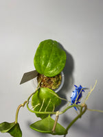 Hoya macrophylla snow queen - active growth