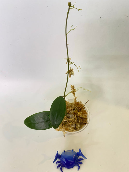 Hoya Ah-001 - Unrooted