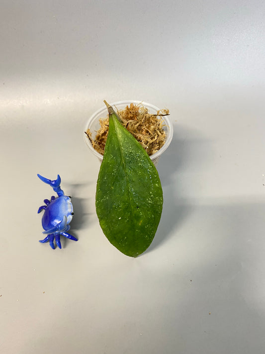 Hoya sp. chicken farm - unrooted