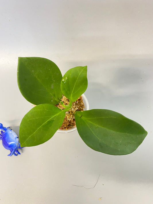 Hoya pachyclada - actively growing