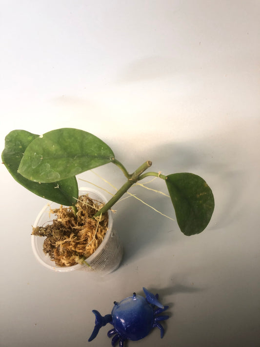 Hoya diversifolia - with roots