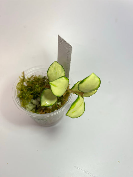 Hoya heuschkeliana variegated - has some roots