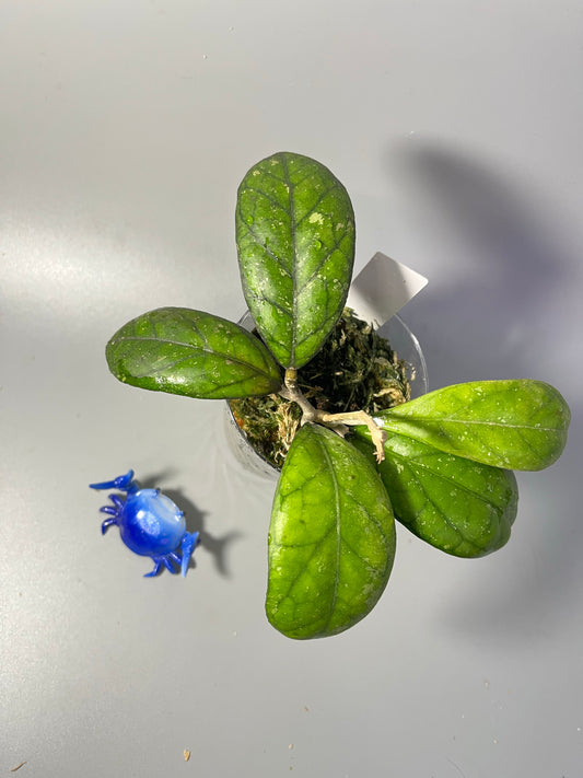 Hoya cv larisa - new growth forming