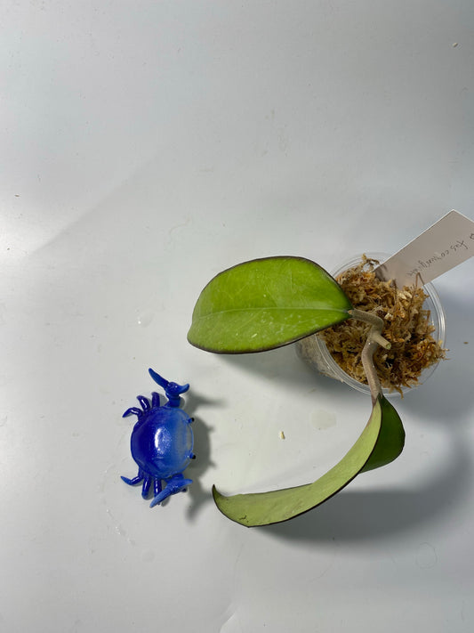 Hoya fusco marginata - starting to root