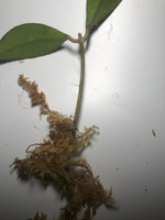 Hoya Finlaysonii Big leaf