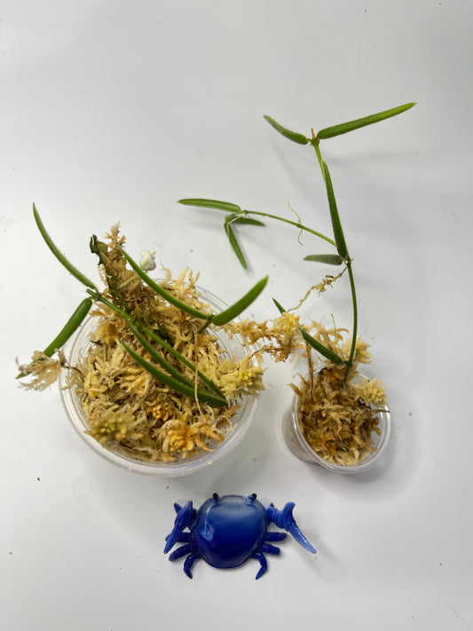 Free addon - Hoya linearis - Unrooted