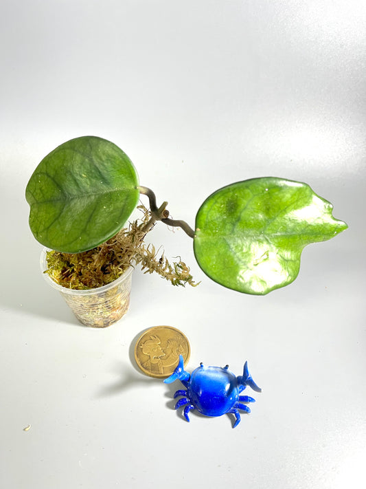 Hoya motoskei - has some roots