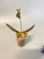 Hoya sigillatis - unrooted