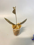Hoya sigillatis - unrooted