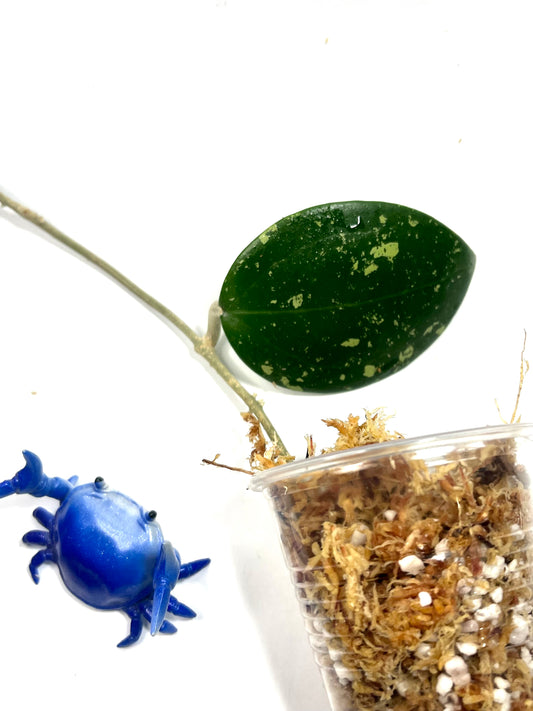 Hoya Verticillata with splash - Unrooted