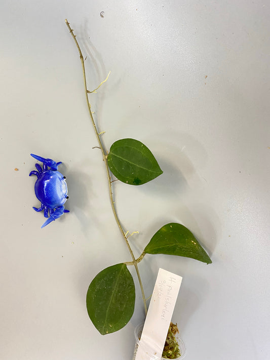 Hoya paulshirleyi - rooted