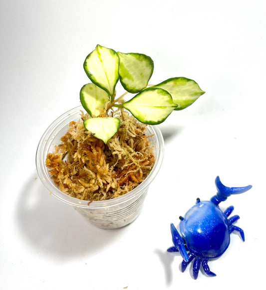 Hoya heuschkeliana variegated - Unrooted