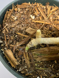 Hoya Latifolia - dinner plate - growth point forming