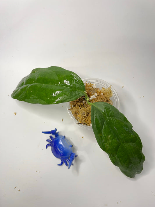 Hoya campanulata - unrooted