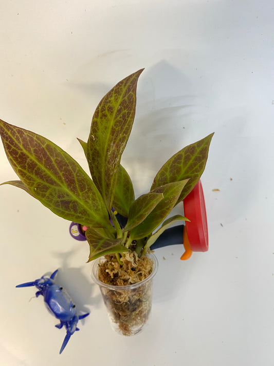 Hoya cv sunrise - has roots