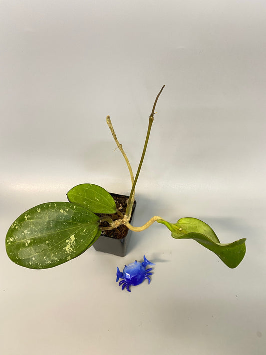 Hoya Latifolia - large leaf hoya - vining