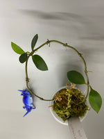 Hoya sipitangensis - active growth