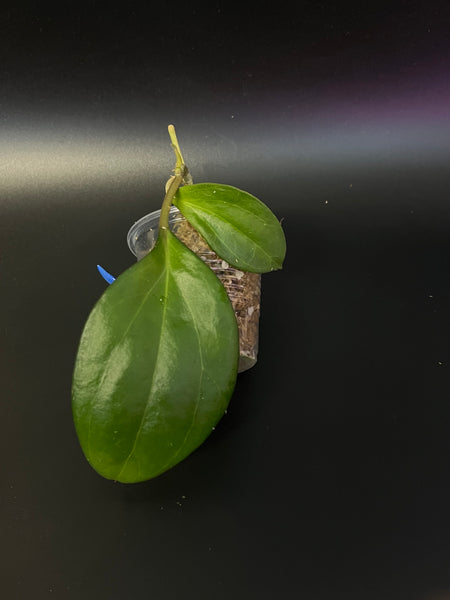 Hoya patcharawalai / Icensis - has roots