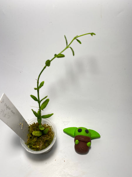 Hoya engleriana - active growth