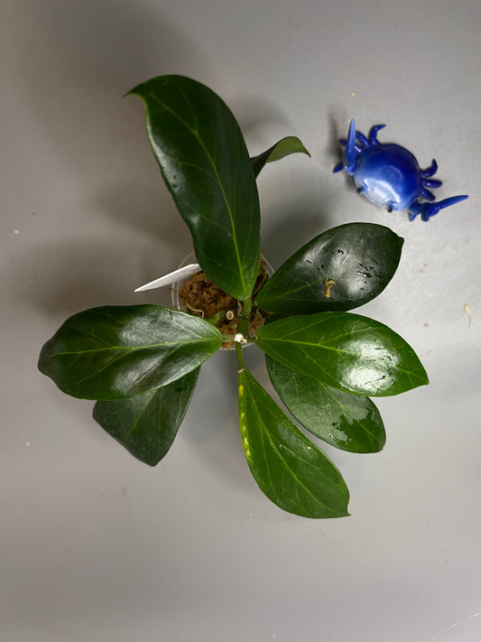 Hoya obscura - has roots