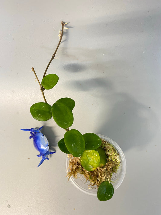 Hoya mathilde - starting to root.