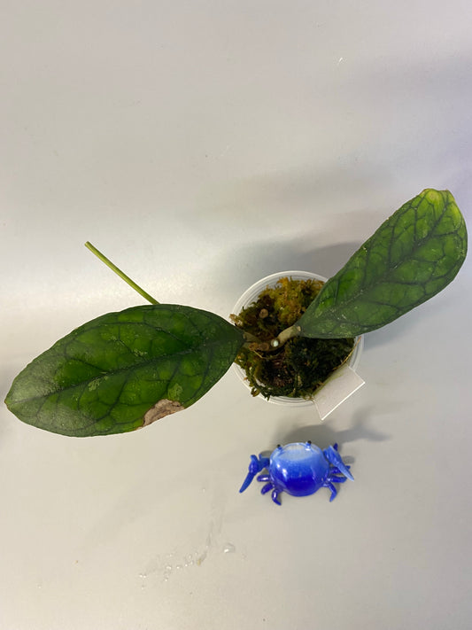 Hoya epc - etga - has roots