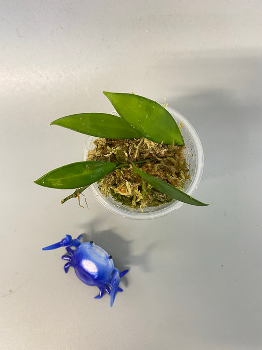 Hoya Davidcummingii - has roots