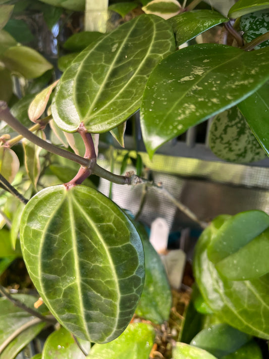 Hoya sulawesi GPS 8867 - fresh cut 1 node - Unrooted