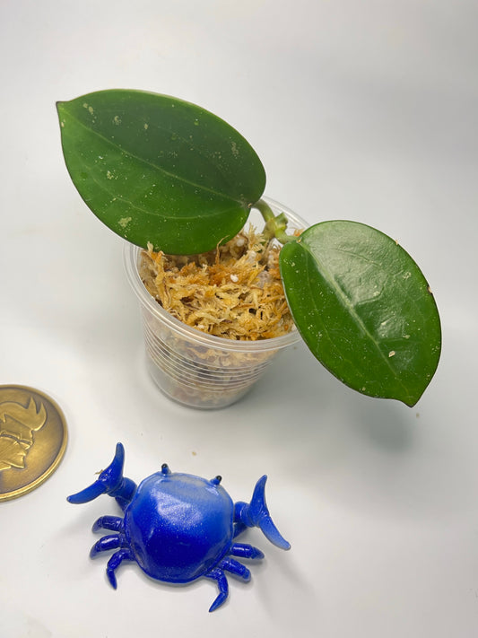 Hoya sp da lat round leaf - Unrooted