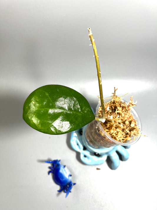 Hoya ut 163 - Unrooted